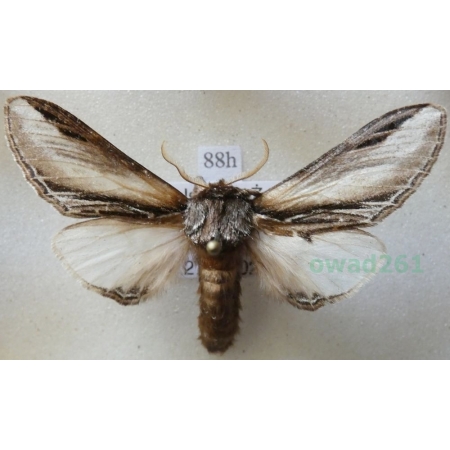 Pheosia tremula (Clerck, 1759) male Garbatka osinówka Poland88h